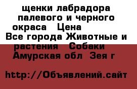 щенки лабрадора палевого и черного окраса › Цена ­ 30 000 - Все города Животные и растения » Собаки   . Амурская обл.,Зея г.